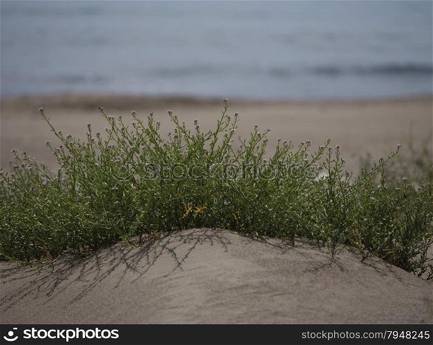Hardy plant growing in sand on beach in Turkey