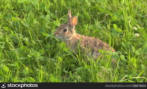 Hare jump away