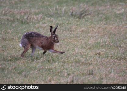 Hare near Bushes, Orkney, UK