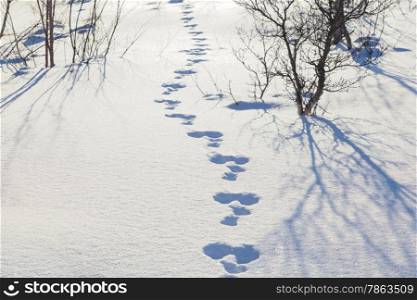 Hare trace in the snow in a forest glade. Winter Landscape