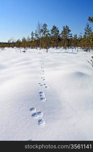 hare trace on white snow