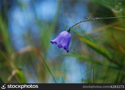 Harebell flower closeup with green and blue background