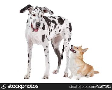 Harlequin Great Dane and aPembroke Welsh Corgi dog in front of a white background