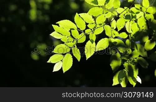 Harmonious forest detail, with hornbeam leaves