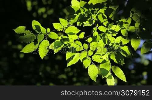 Harmonious forest detail, with hornbeam leaves