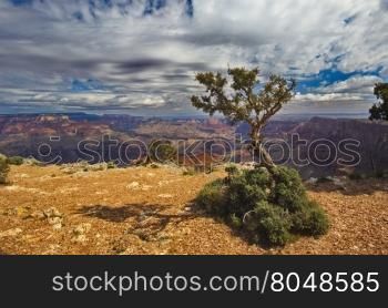 Harmonious landscape of tree and sky at Arizona&rsquo;s Grand Canyon National Park. Location is along Desert View Drive at Navajo Point.