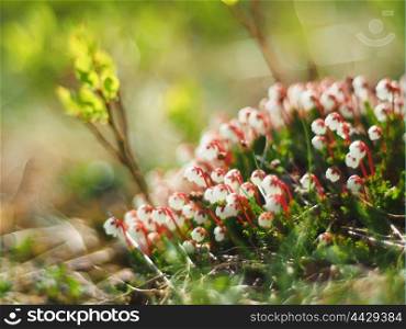 Harrimanella hypnoides flowers