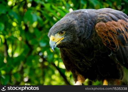 Harris hawk close up portrait. Birds of prey in nature.