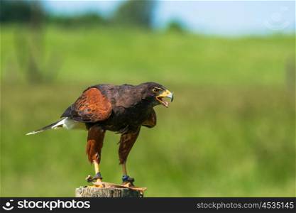 Harris hawk on a wooden pole in green nature