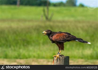 Harris hawk sitting on a wooden pole in a countryside landscape&#xA;