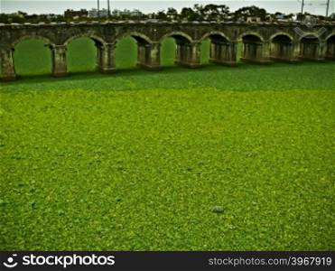 Harris Railway Bridge over Mula river with Noxious weed, Water Lettuce, Pistia statiotes in water, Pune, Maharashtra, India