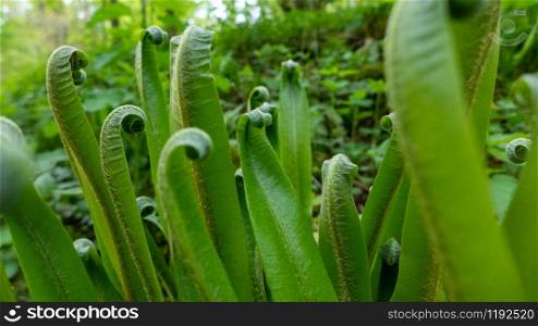 Hart's Tongue fern leaves (Phyllitis scolopendrium).