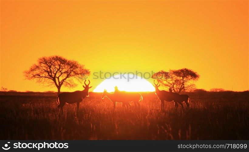 Hartebeest Wildlife - Sunset Magic in Africa