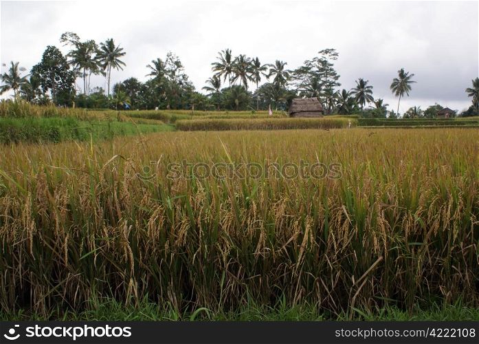 Harves on the rice field in Bali, Indonesia