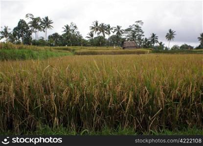 Harves on the rice field in Bali, Indonesia