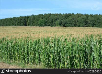 Harvest-able corn field, forest and blue sky in the background