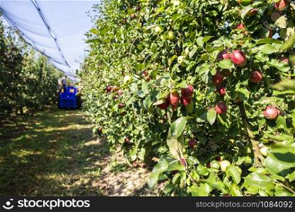 Harvest apples in big industrial apple orchard. Machine for picking apples. Concept for growing and harvesting apples through automatization. Sunny day. Red apples in farm. Contemporary apple farm.