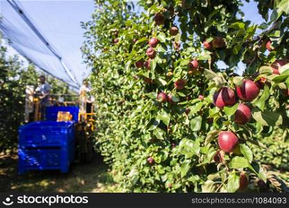 Harvest apples in big industrial apple orchard. Machine for picking apples. Concept for growing and harvesting apples through automatization. Sunny day. Red apples in farm. Contemporary apple farm.