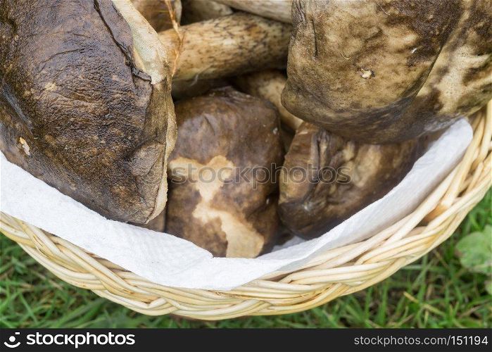 Harvest brown cap boletus in a woven basket.