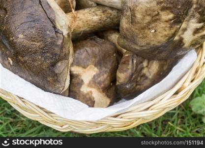 Harvest brown cap boletus in a woven basket.