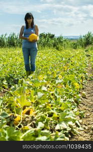 Harvest canary melons. Sunny day. Picking yellow melons in plantation. Woman hold melon in a big farm.