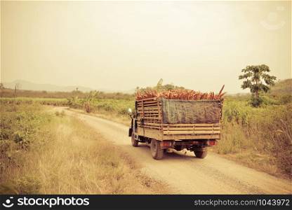 Harvest cassava on truck in the agriculture farmland countryside asia