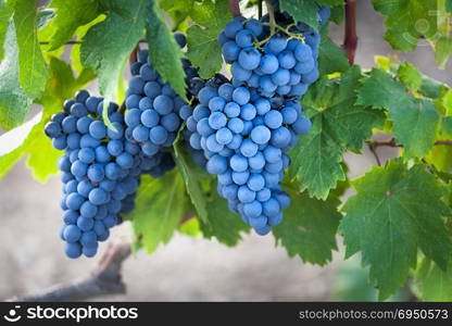 Harvest coming soon in the vineyard.. Ripe bunch of grapes on a branch, close-up