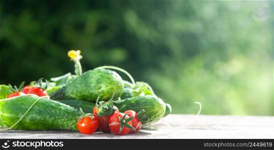 Harvest  cucumbers and tomatoes, still life on natural garden background, space for text, banner. 