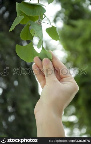 Harvest ginkgo biloba leaves. One hand harvest from the tree