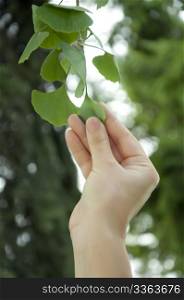 Harvest ginkgo biloba leaves. One hand harvest from the tree