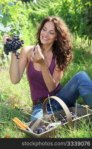 harvest, grapes, vineyard, vine, woman, crop, collecting, nature, viticulture, wine growing, wine, agriculture, vintager, grape picker, harvester, vintage, season, business, summer, winegrower, winemaker, vine rows, basket, bucket, red grapes, 40 year old, caucasian, purple, green, smiling, happy