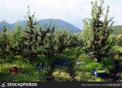 Harvest in apple orchard near Egirdir, Turkey