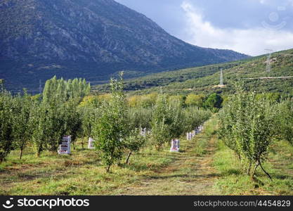 Harvest in apple orchard near Egirdir, Turkey