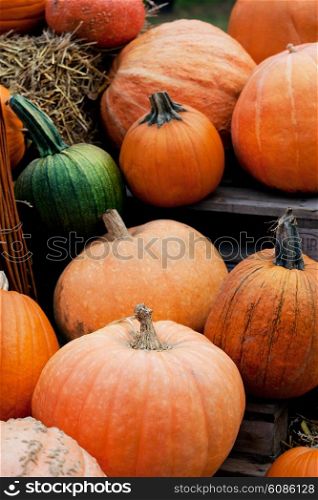 harvest of autumn orange pumpkins
