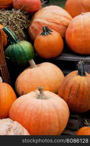 harvest of autumn orange pumpkins