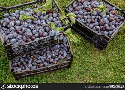 Harvest of blue plums in plastic boxes. Selective focus on the box with plums. Harvesting, gardening, fruit sale concept. Growing organic fruits garden.. Harvest of blue plums in plastic boxes. Selective focus on the box with plums.