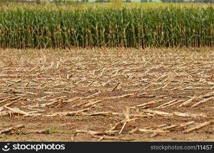Harvest of corn