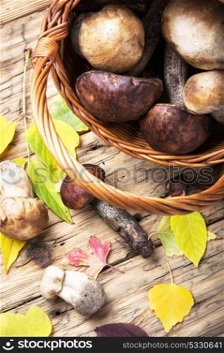 harvest of forest mushrooms. Basket with autumn forest mushrooms on a background with fallen leaves