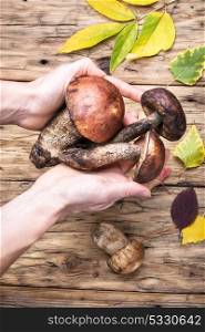 harvest of forest mushrooms. Hands with autumn harvest of forest mushrooms