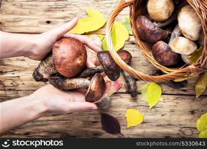 harvest of forest mushrooms. Hands with autumn harvest of forest mushrooms