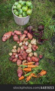 Harvest of fresh vegetables. Harvest of fresh vegetables on the ground