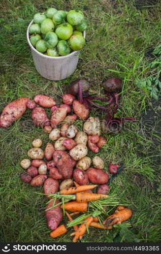 Harvest of fresh vegetables. Harvest of fresh vegetables on the ground