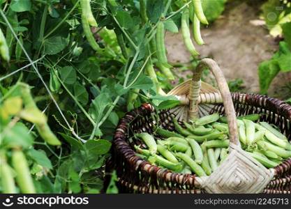 Harvest of green fresh peas picking in basket . Green pea pods on agricultural field. Gardening background with green plants .. Harvest of green fresh peas picking in basket . Green pea pods on agricultural field. Gardening background with green plants