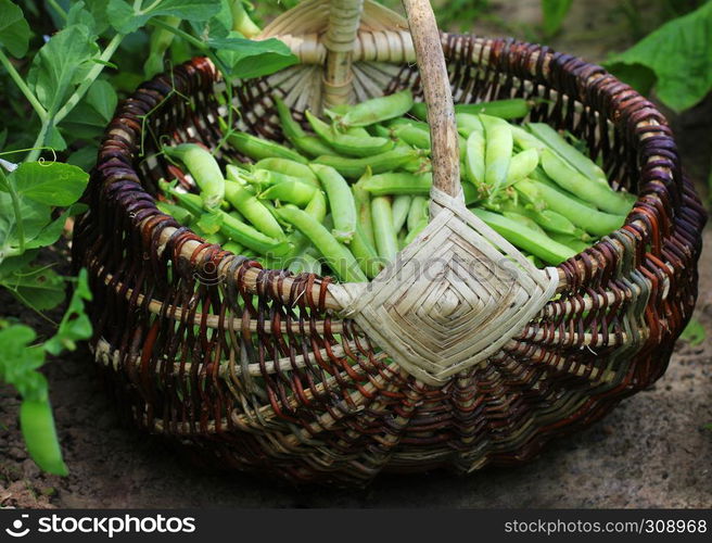 Harvest of green fresh peas picking in basket . Green pea pods on agricultural field. Gardening background with green plants .. Harvest of green fresh peas picking in basket . Green pea pods on agricultural field. Gardening background with green plants