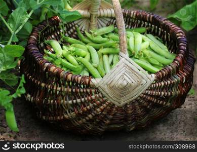 Harvest of green fresh peas picking in basket . Green pea pods on agricultural field. Gardening background with green plants .. Harvest of green fresh peas picking in basket . Green pea pods on agricultural field. Gardening background with green plants