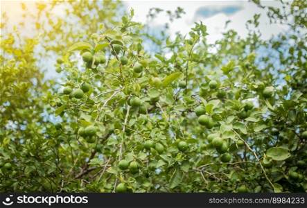 Harvest of green lemons hanging on the branches. Green lemons on a branch with background of lemons out of focus, Unripe lemons in a garden with lemons background