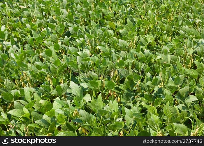 Harvest of peas growing on the farmland.