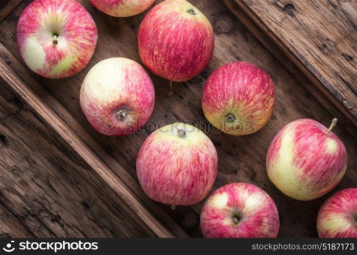 harvest of red apples