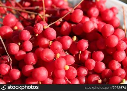 harvest of red schizandra. rich harvest of ripe and red schizandra
