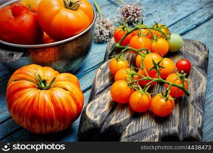 harvest of summer tomatoes. Harvest of summer yellow tomatoes on wooden background